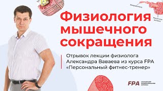 Физиология мышечного сокращения | FPA