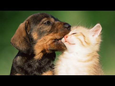 Видео: 🐕 Котята против щенят! 😺 Подборка смешных котов и собак  для хорошего настроения! 😺