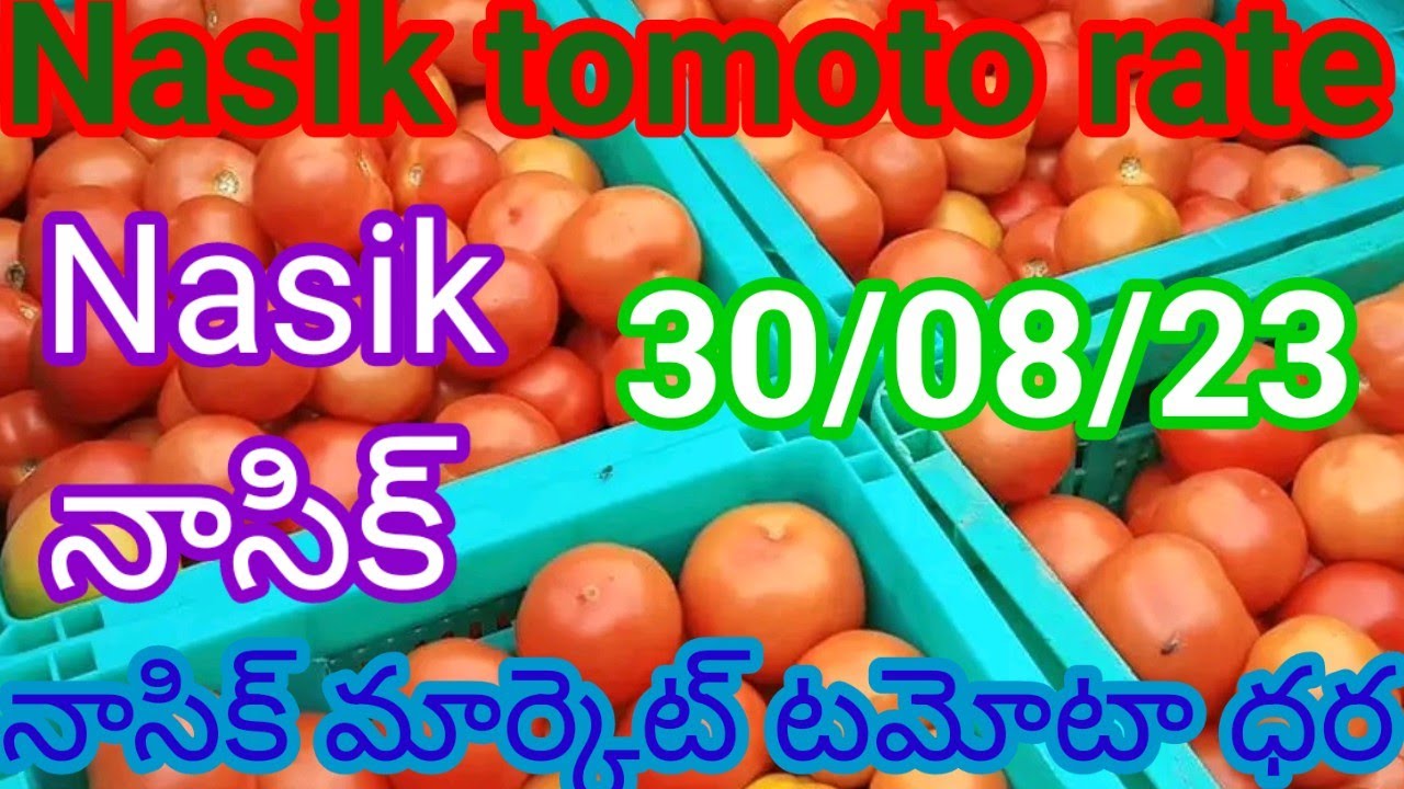 30 August 2023 today Tomato rate in Nashik market Maharashtra tomato