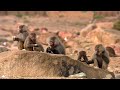 Animals Like Us : Animal Adoption - Wildlife Documentary