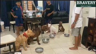 ANJING BERDOA SEBELUM MAKAN