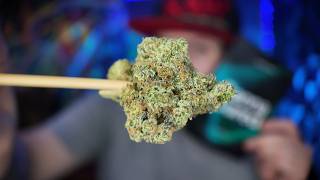 Canna Cured Pure Michigan THCA Flower Review