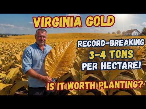 Virginia Gold — Record Breaking 3–4 Tons per Hectare! Is It Worth Planting 