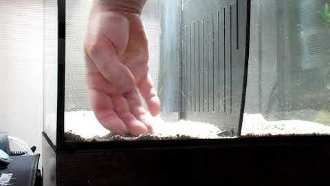 Fluval flex divider mod for Betta