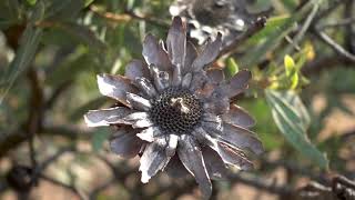 Kloofendal Nature Reserve