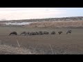 FIERCE WILD BOAR HUNT AND HERD - SÜRÜLER AZILILAR ORTALIK BİRBİRİNRE GİRDİ