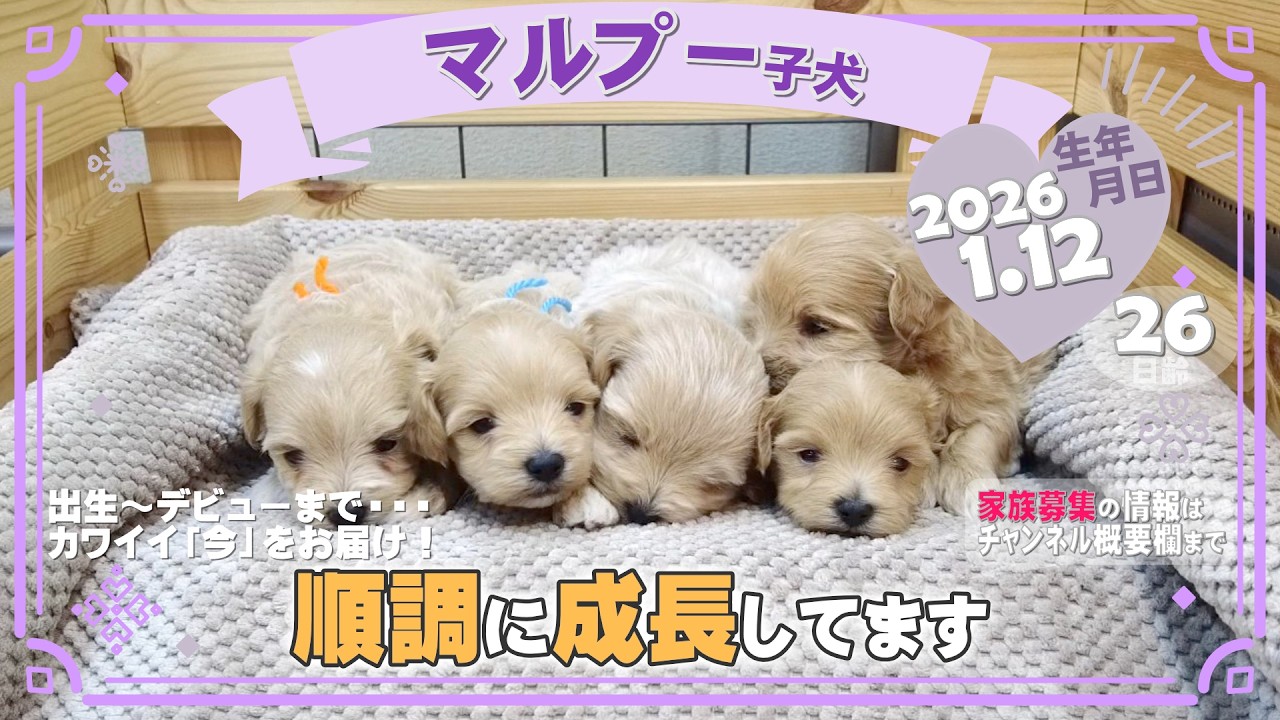 マルプー子犬｜2026.1.12生（26日齢）｜クリーム｜女の子・男の子