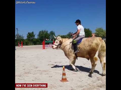 storia di aston il toro che si credeva cavallo