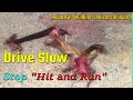 Road Kill | Stop &quot;Hit and Run&quot; | Mammals cases | Prithvi Highway | Pokhara