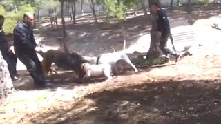 Pitbulls Kill and Tear Apart a Wild Boar @ViralSpace