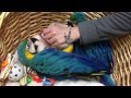 Rio a 3-month old baby macaw thinks he's a little puppy