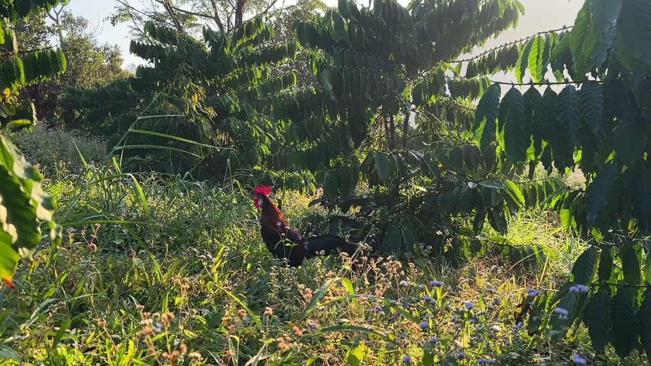 Trapping wild chickens, just hearing the rooster crow is great.  01/15/2026