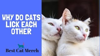 Why Do Cats Lick Each Other?