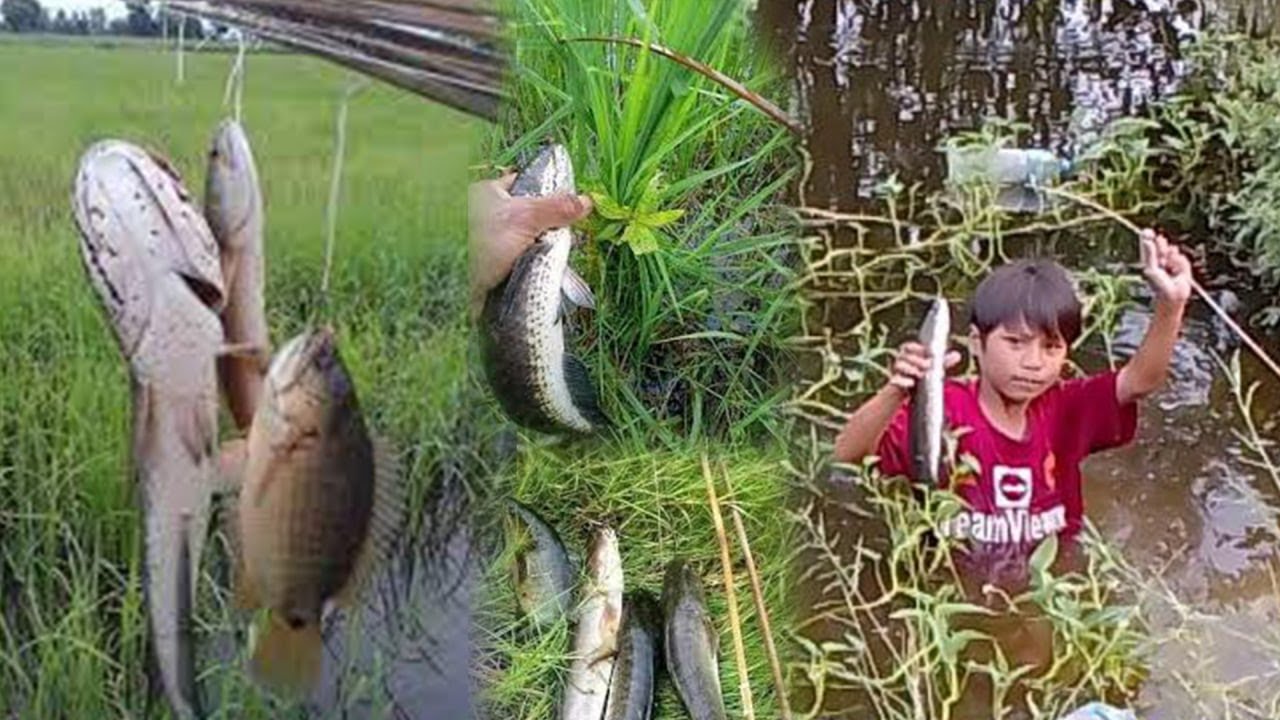 ថ្ងៃនេះដាក់បង្កៃបានត្រីធំៗជាច្រើន - Today I caught a lot of big fish