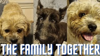 Morning Mooching With The Whole Family Thorpeman Terriers