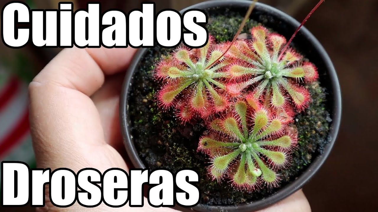 Cuidados droseras y mi colección || Plantas carnivoras || México Verde