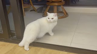 朋友家的猫猫来做客～ by Fengwua 58 views 2 weeks ago 1 minute, 56 seconds