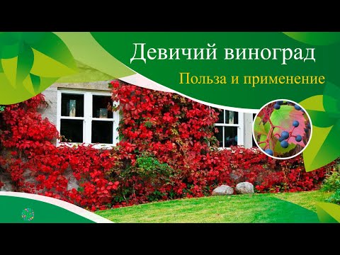 Девичий виноград! Польза и применение.