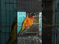 সান কনুর পাখি। #পাখি #bird #bard #birds #birdlovers #birdsounds #yt #vairal #shorts #ytshort.