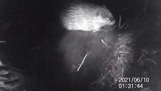 I Unclog, Hidden Camera Catches Beaver Clogging Culvert Pipe Again!