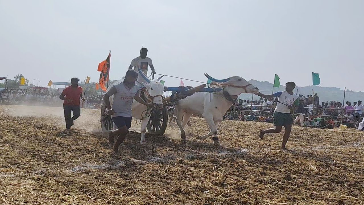 Gudekal GirkabandiCompilationsFriestpriceWinner 🥇🎖️🏆//GudekalGirkabandiCompilations GudekalNallaiya