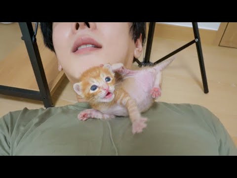The <strong>Amazing</strong> Act that a Kitten Does to Attract <strong>My</strong> Attention