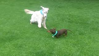 Daschund Bentley legging it with English Setter Otis.