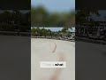 Coati vs. Raccoon: Spotting the Difference at the Resort #shorts