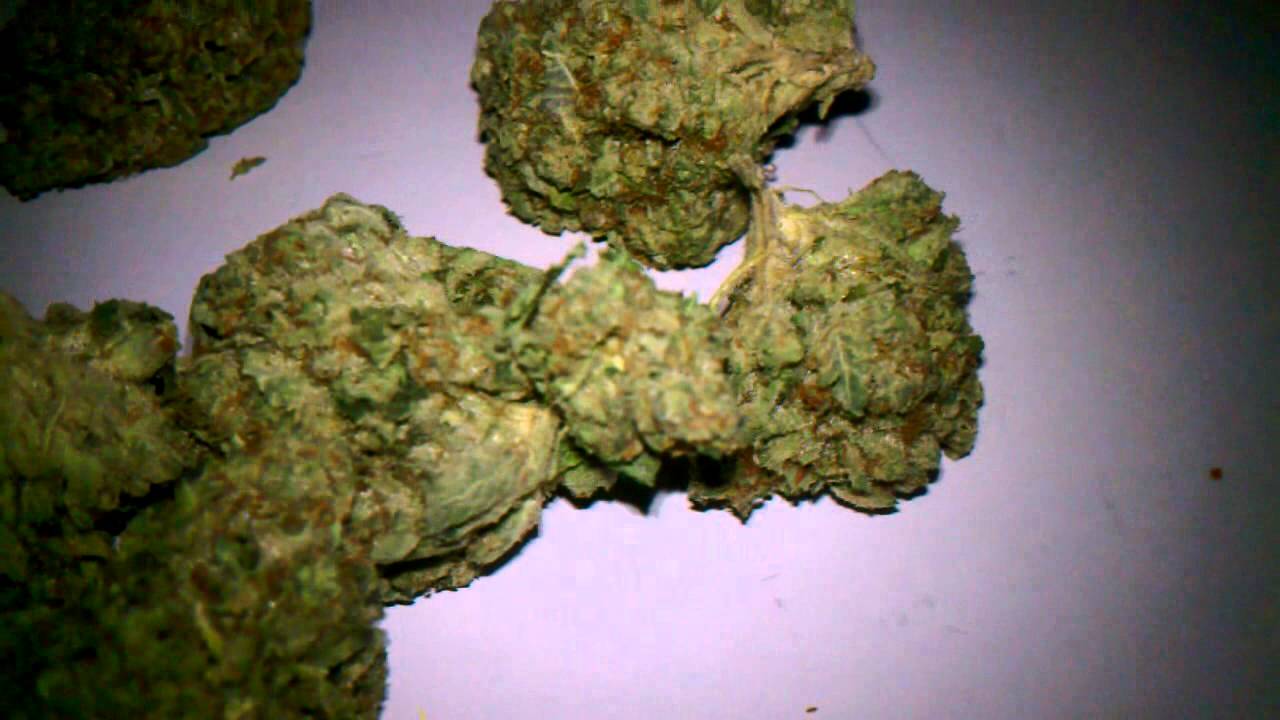 WiFi OG (whitefire) Nug Porn