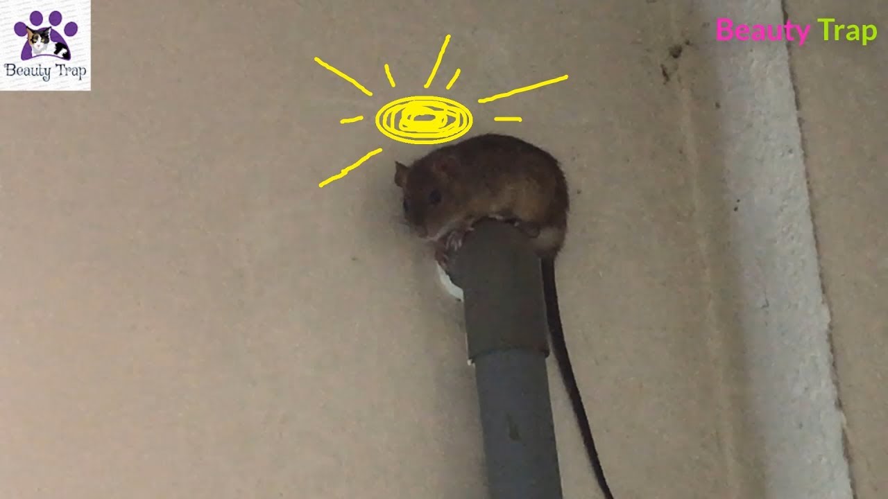 How To Handle The Mouse In Your Home/Top Mouse Trap/Beauty Trap - YouTube