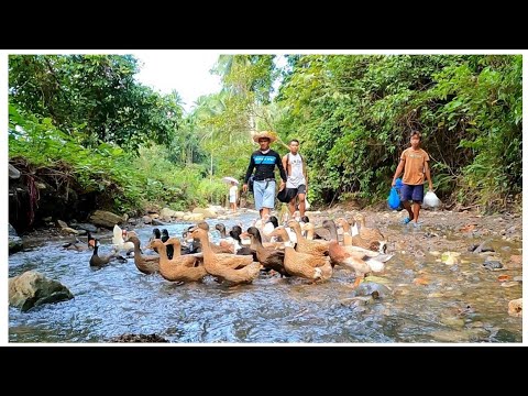 Video: Kari Ng Pato