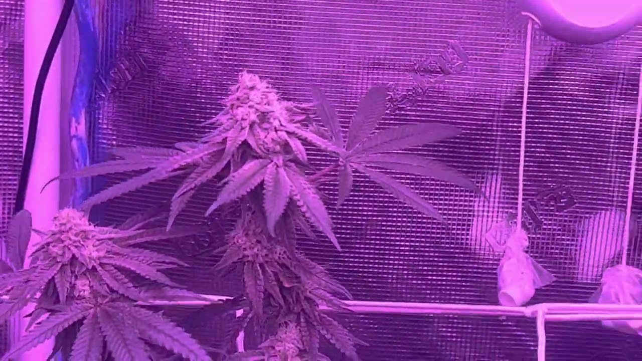 Week 4 Flower Under The X² By 