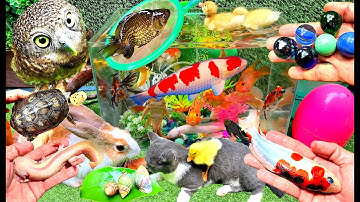 Bắt Các Con Vật Rất Dễ Thương, Giải Cứu Cá Cảnh, Mèo Dễ Thương, Cua, Rùa, Cá Koi, Cá Vàng, Thỏ Vlog