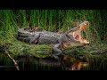 Дикие животные. Африка. Нильский крокодил. Документальный фильм National Geographic.