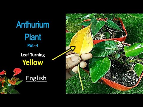 Anthurium leaf and leaves turning yellow | Anthurium care tips - YouTube