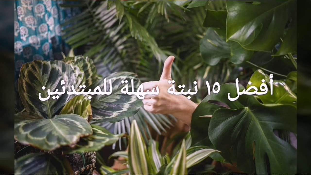 أسهل ١٥ نبتة داخلية للمبتدئين في الزراعة