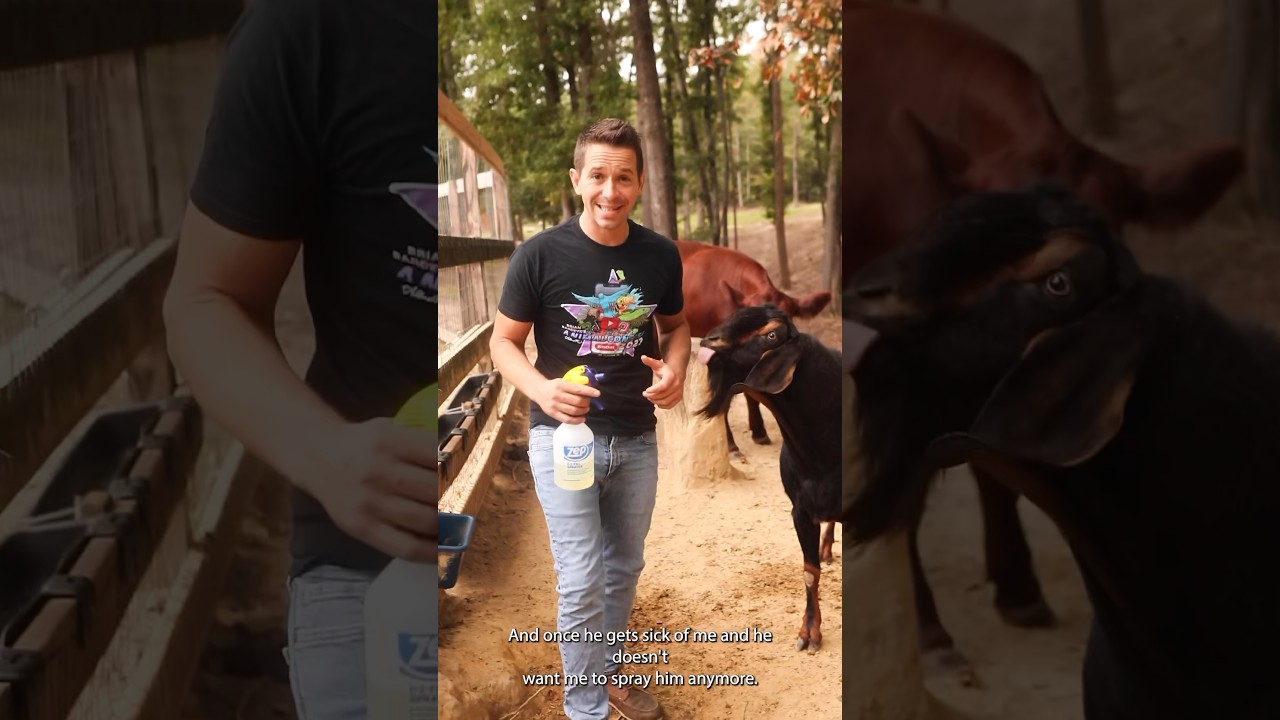 Effective Fly Control for Livestock