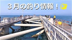 海釣太郎の水中映像と釣り紹介チャンネル