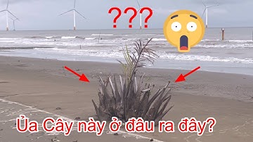 Hoảng hốt khi sáng thức dậy có cây dừa mọc trên bãi biển/thành khám phá