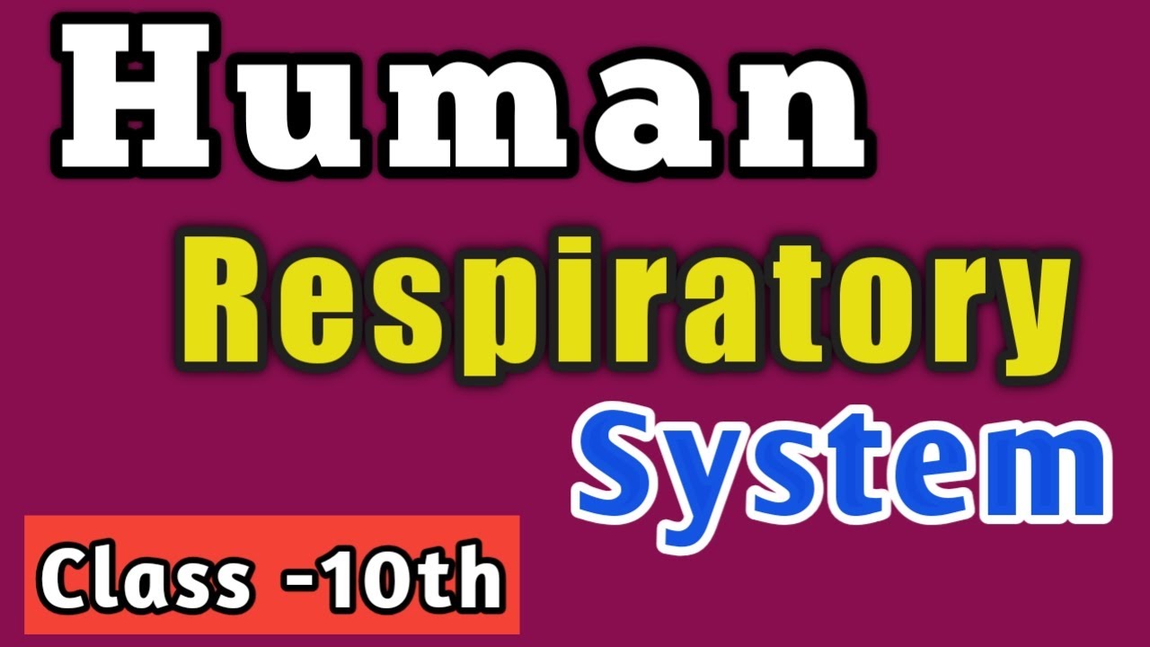 Human Respiratory System Class - 10th|Ncert chap - life processes ...