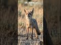 4 Rarest Foxes ( in the world) You Won’t Believe Exist! 🦊😱 #fox