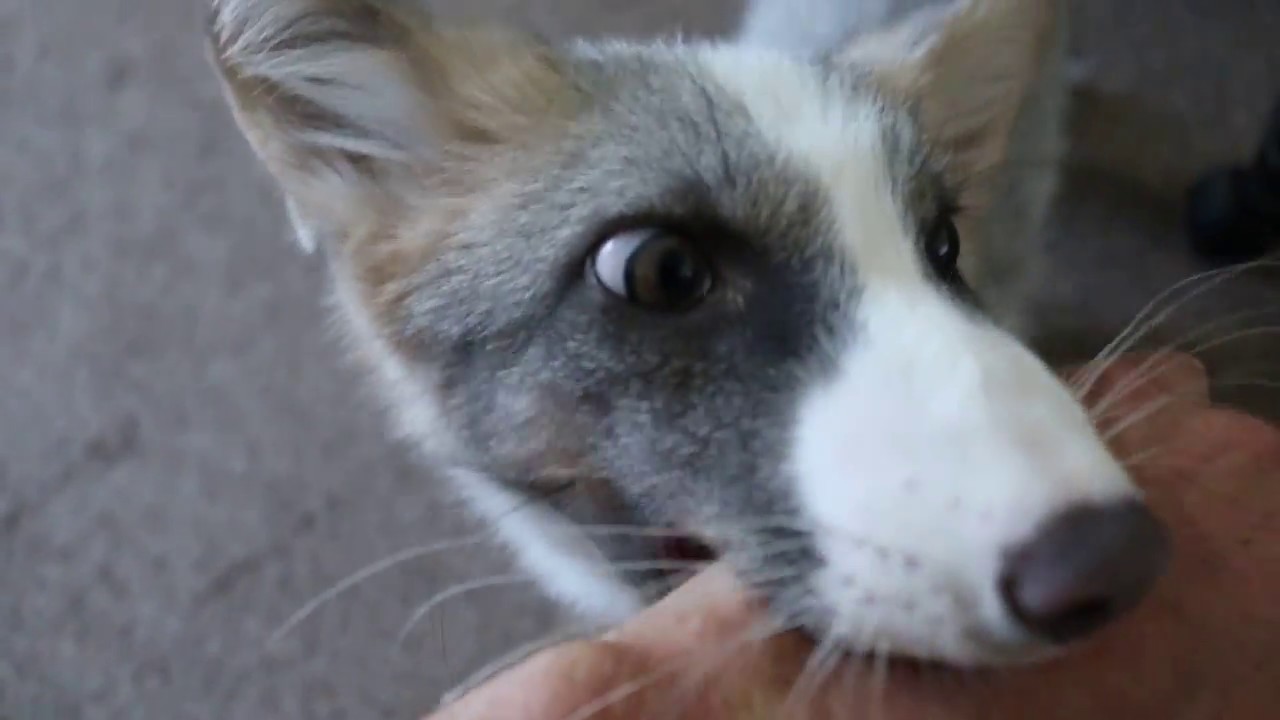 Good Morning TYR - 8/7/18 tyrone jose gonzales orama