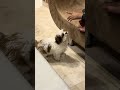 Max ko bhi maggie khani hai😂😂🐩 #puppy #pets #dogbreed #shihtzu