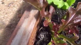 Сеем разные сорта салатов Сроки сева Сеем разные сорта салатов Сроки сева