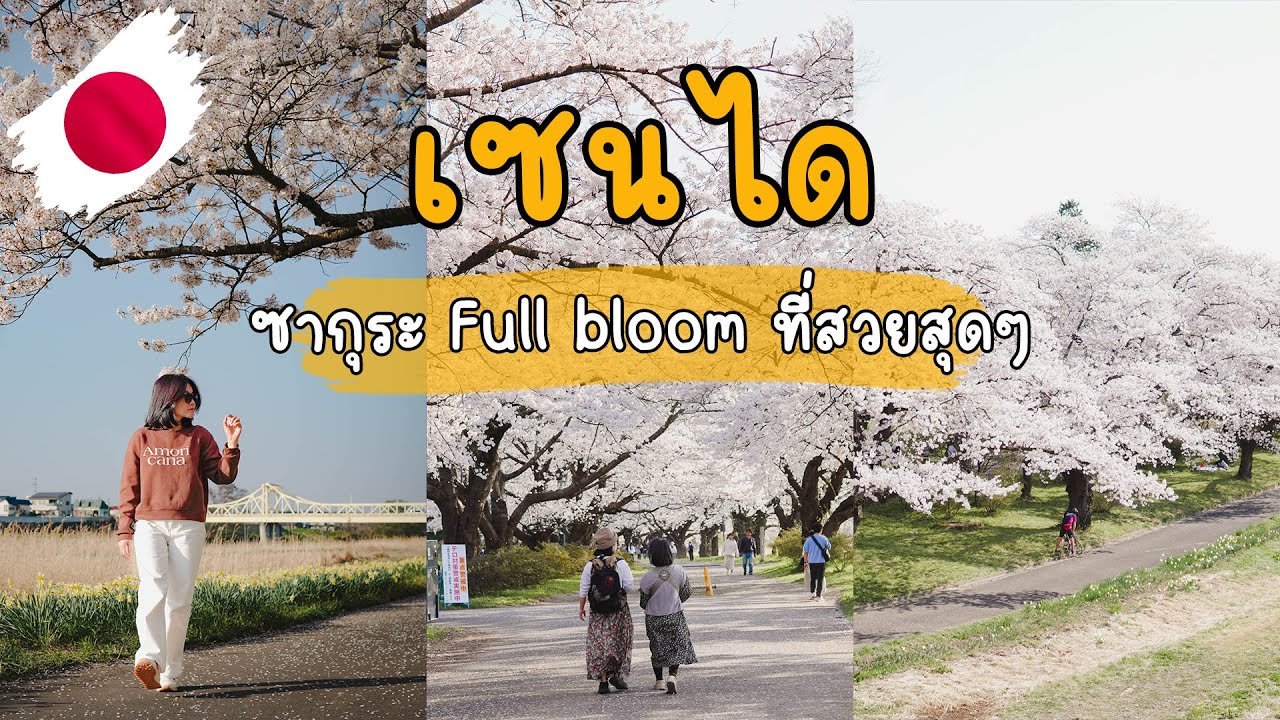 🇯🇵 เที่ยวญี่ปุ่น 2/3 ซากุระเซนได Full bloom สวยแบบนี้เลยหรอ Hirosaki Funaoka Kitakami | VLOG EP.9