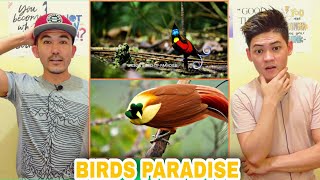 TANAH PAPUA: A PARADISE FOR BIRDS REACTION | Purple Snap Reaction
