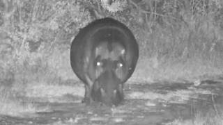 Hippo Dewey Returns to the Dam at Djuma Cam  14/6/26