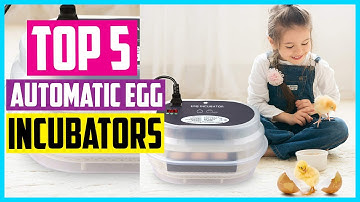 Top 5 Best Automatic Egg Incubators In 2025 – Reviews and Buying Guide