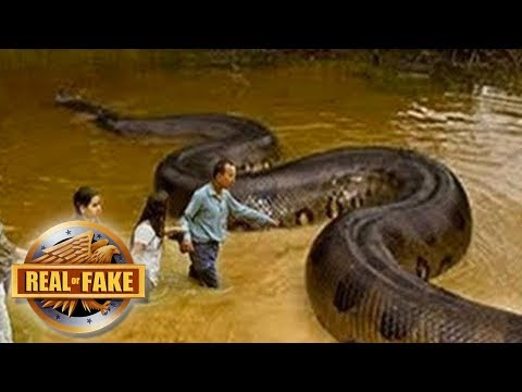 Family Finds Biggest Snake Ever Recorded?  - real or fake?