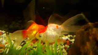 睡眠中の金魚 Youtube 睡眠中の金魚 Youtube